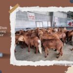 Andaikan Dam Haji Dipotong di Tanah Air