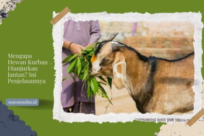 Mengapa Hewan Kurban Dianjurkan Jantan Ini Penjelasannya