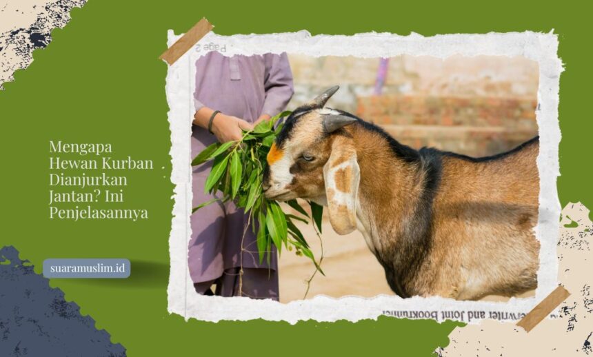 Mengapa Hewan Kurban Dianjurkan Jantan Ini Penjelasannya